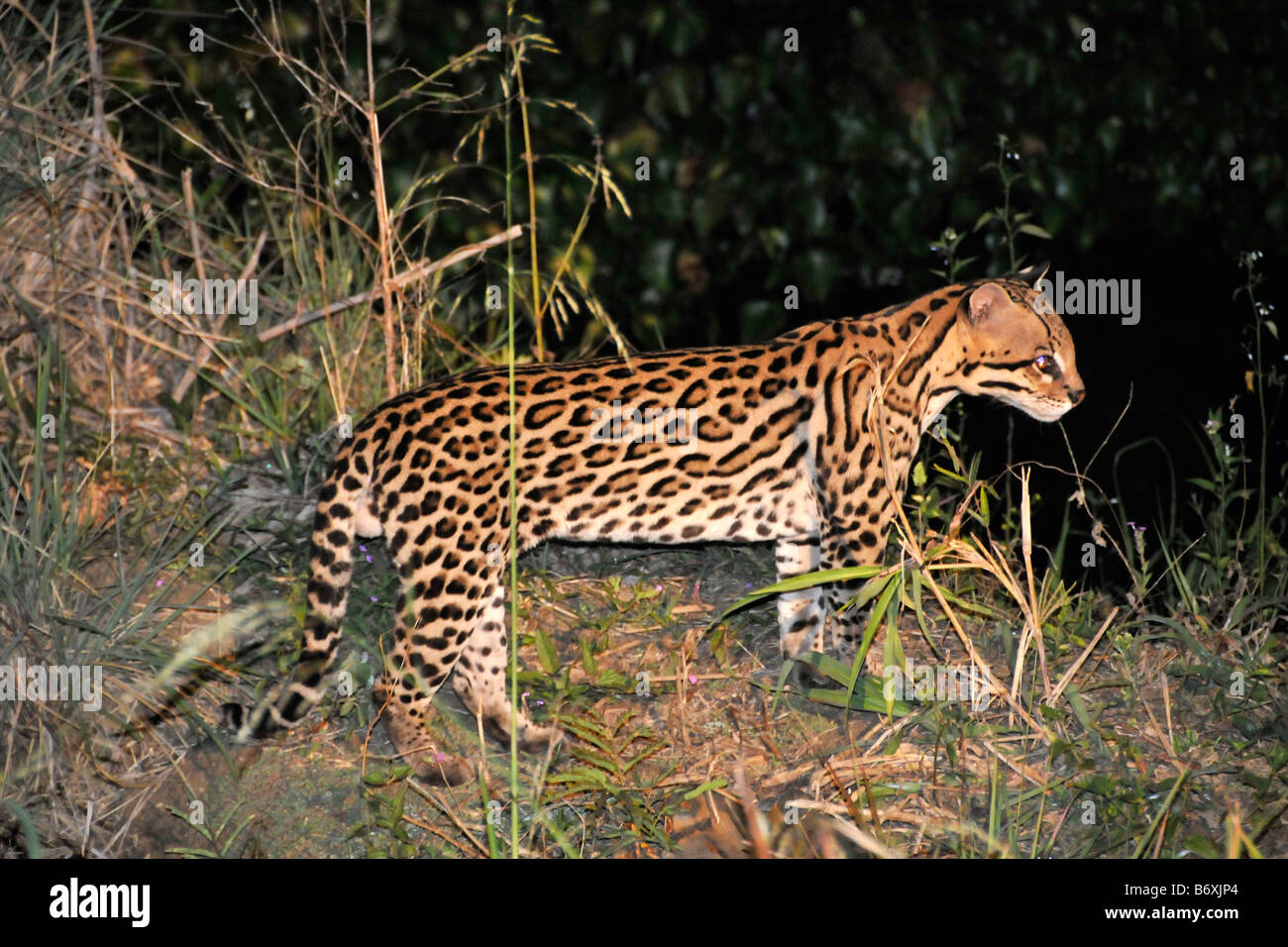 Ocelot Leopardus pardalis at night Fazenda San Francisco Miranda Mato Grosso do Sul Brazil Stock Photo