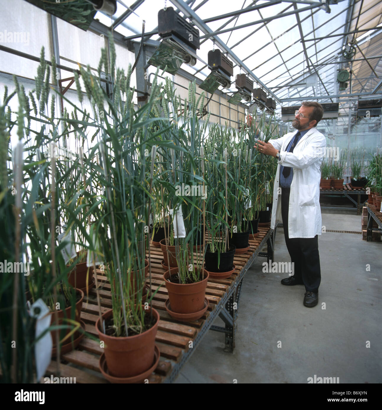 Researcher looking at wheat experiment in controlled environment