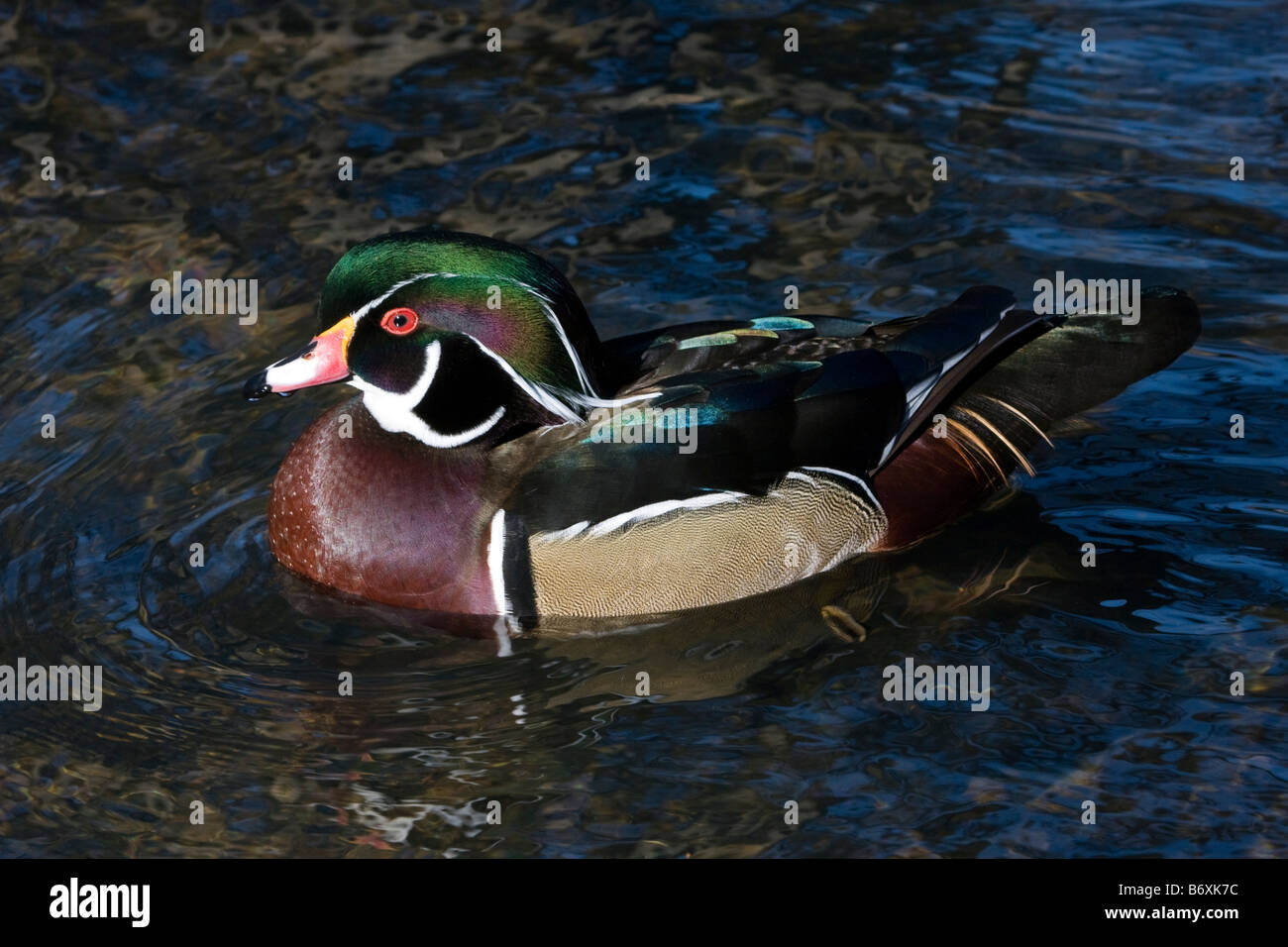 Wood Duck swimming Stock Photo