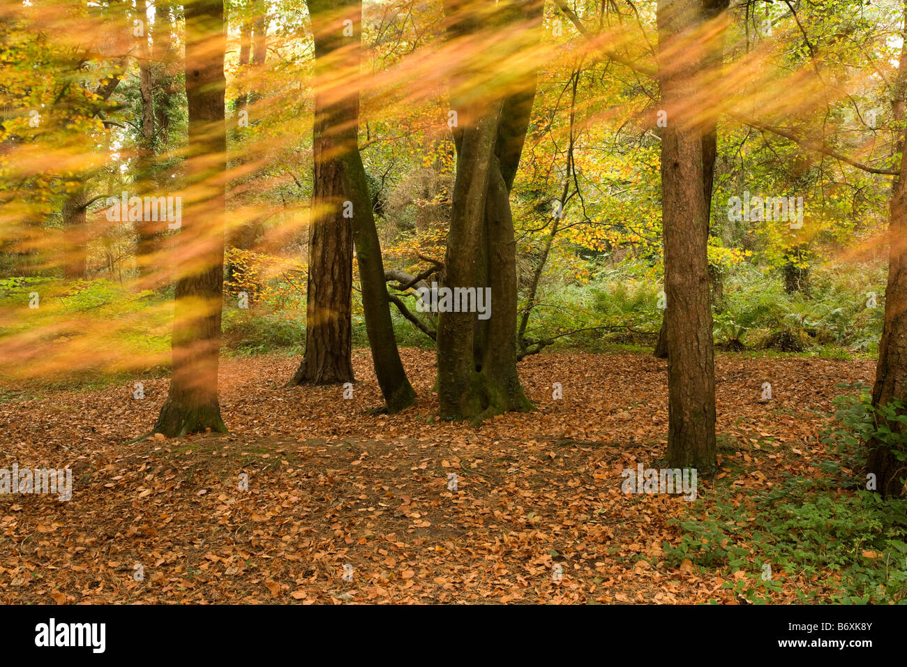 autumn colour at godolphin wood cornwall Stock Photo