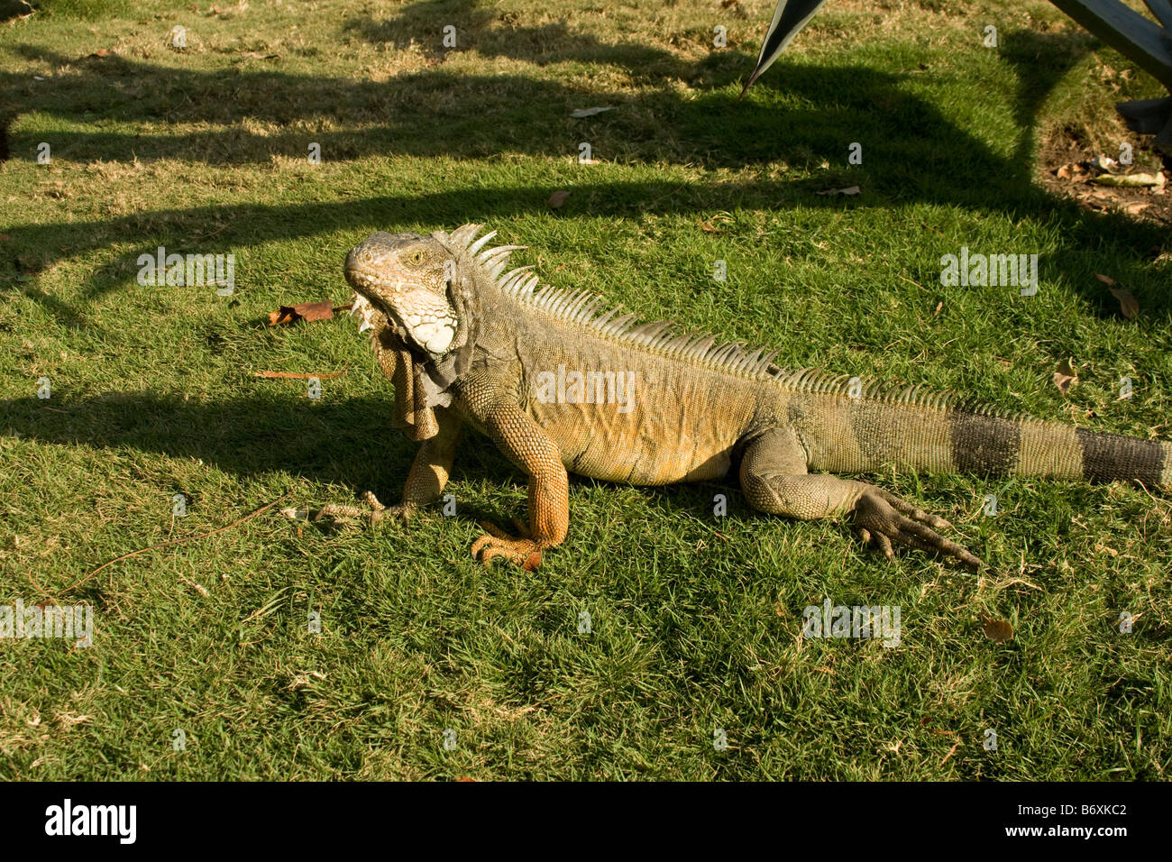 Large green Iguana, (Iguana iguana) profile. Guayaquil Ecuador Horizontal 73104 Ecuador Stock Photo