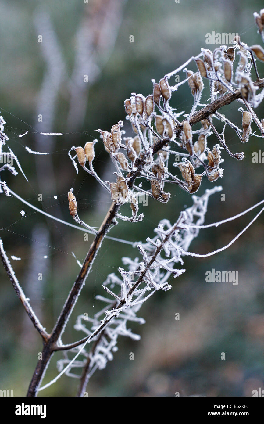 FROSTED SEEDHEADS OF ACTAEA RACEMOSA AGM Stock Photo