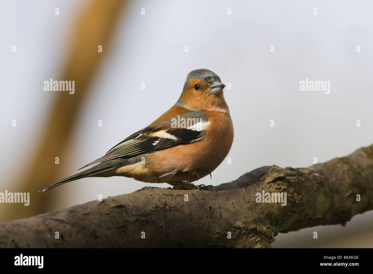 A Chaffinch perched in Alverstone, Isle of Wight Stock Photo