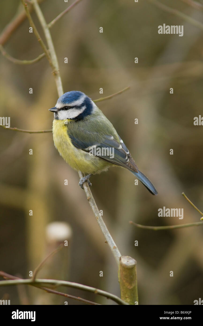A Blue Tit perched in Alverstone, Isle of Wight Stock Photo