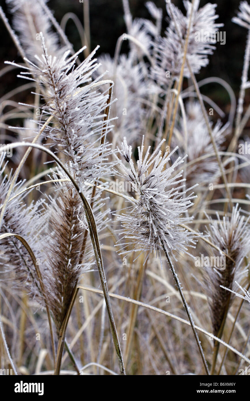 HOAR FROST ON SEEDHEADS OF PENNISETUM ALOPECUROIDES RED HEAD Stock Photo