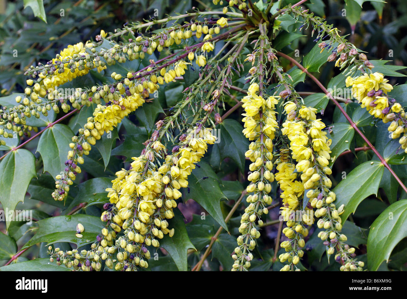 MAHONIA X MEDIA CHARITY IN DECEMBER Stock Photo Alamy