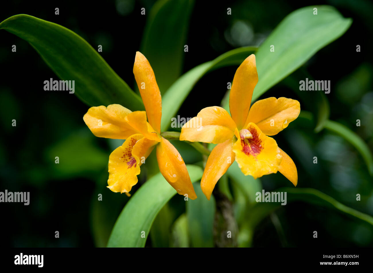 Two yellow orchids in Singapore Botanical Gardens Stock Photo Alamy