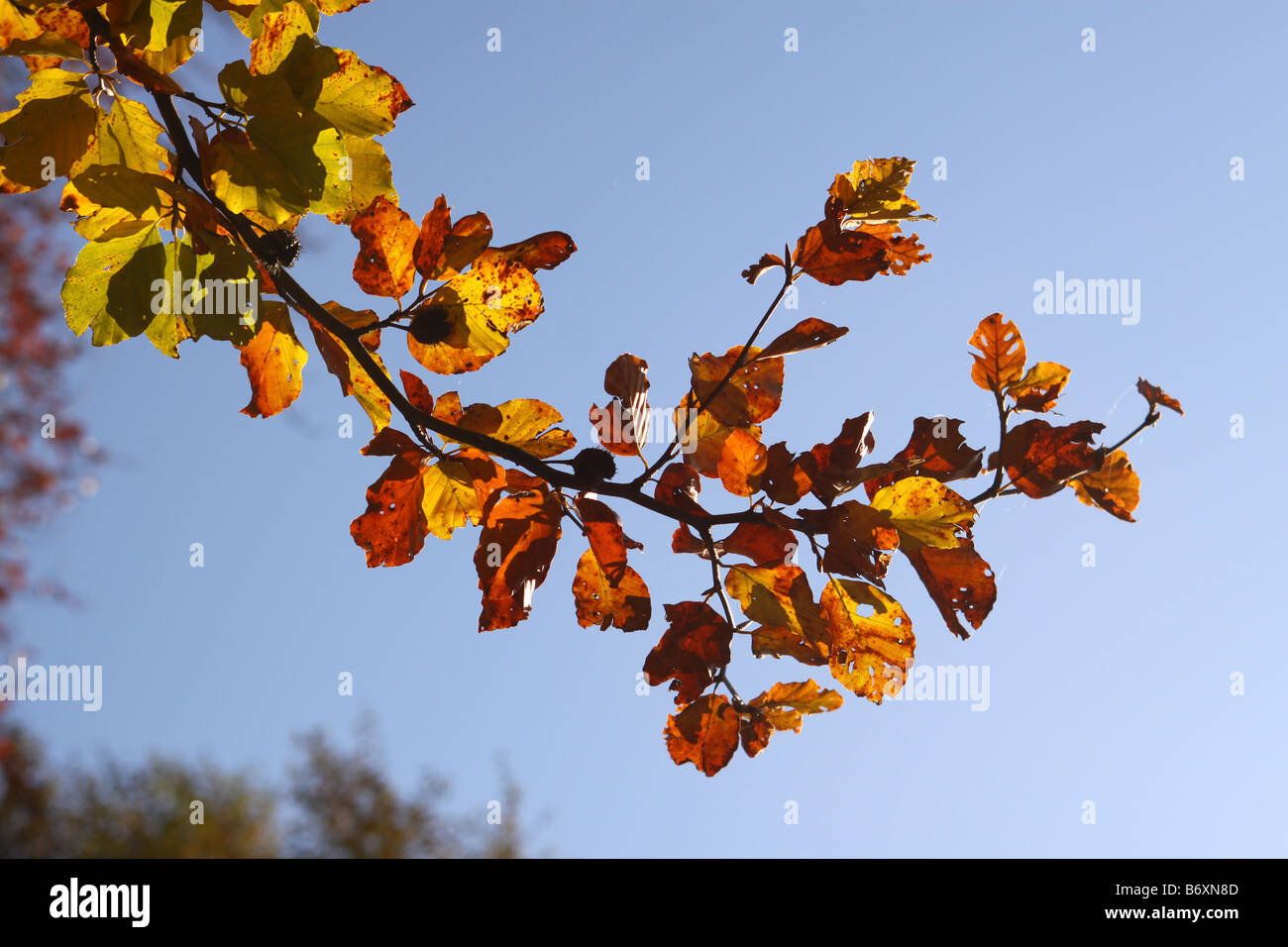 Golden brown beech leaves hi-res stock photography and images - Alamy