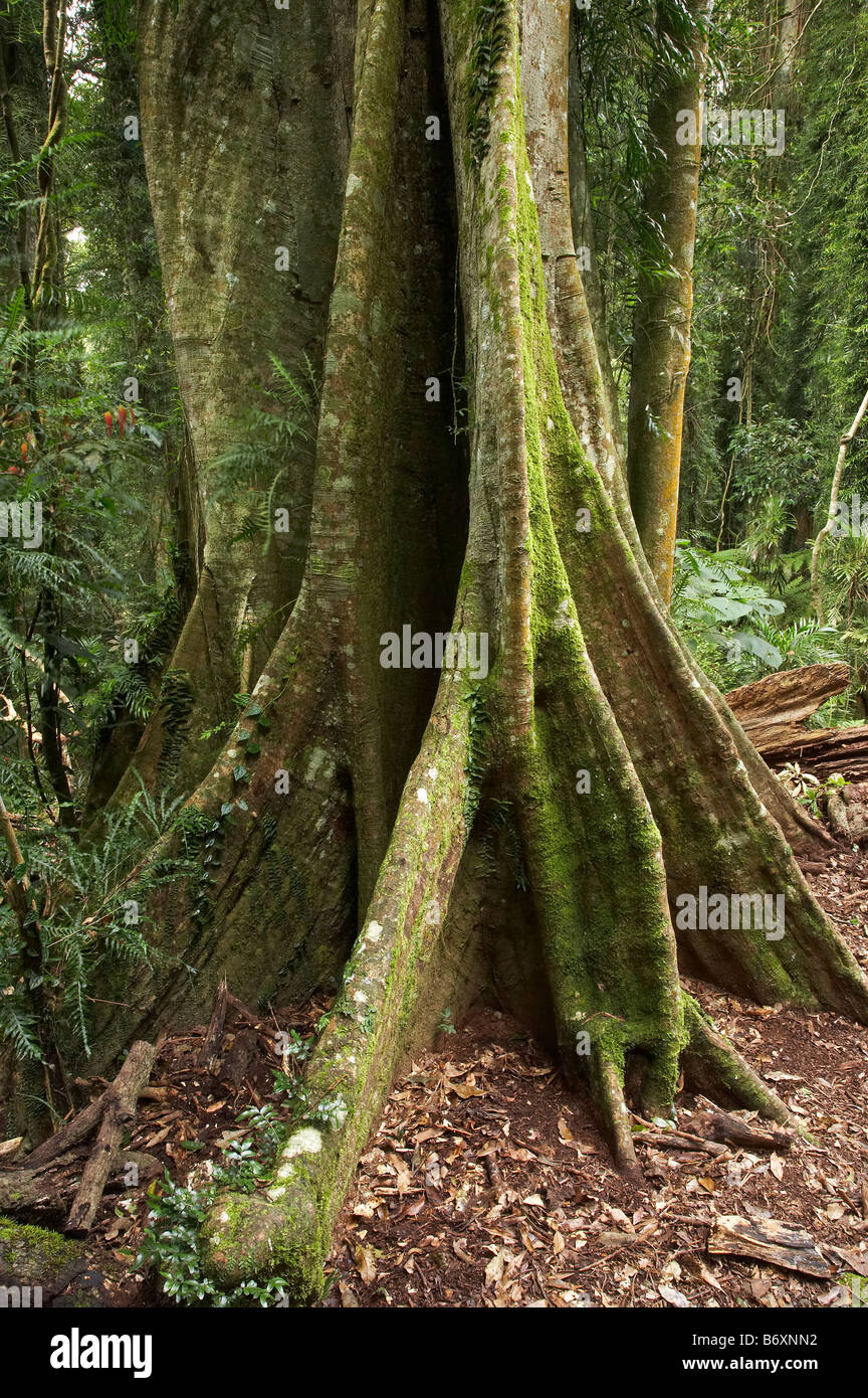 Rainforest timber tree hires stock photography and images Alamy