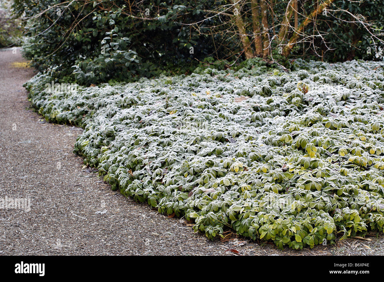 HOAR FROST ON PACHYSANDRA TERMINALIS USED AS GROUND COVER AT RHS ROSEMOOR Stock Photo