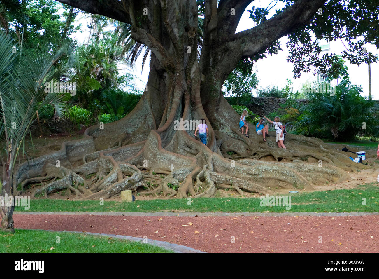 Children on the roots of a kautschuk tree in Jardim Antònio Borges park Stock Photo
