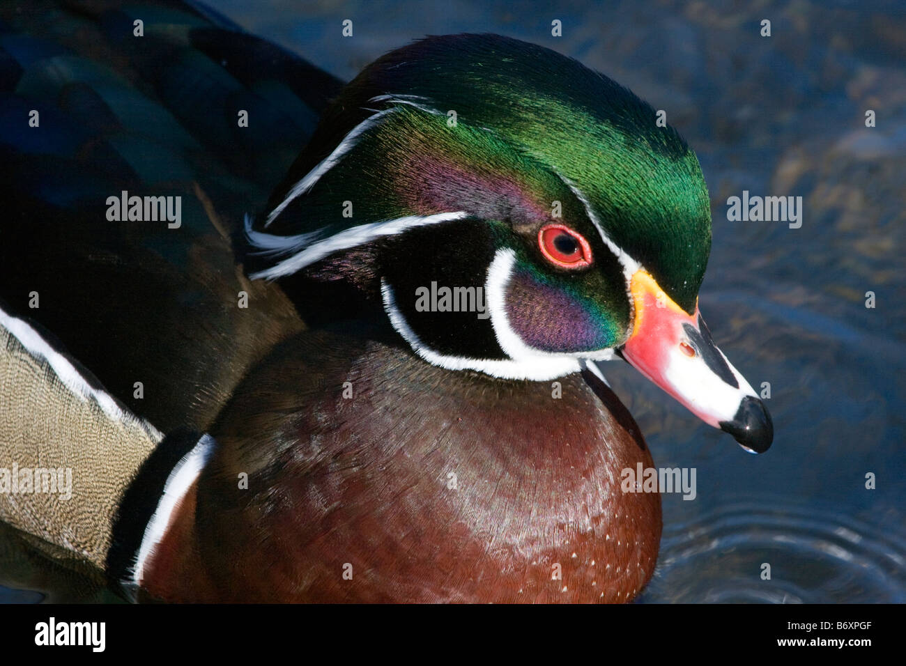 Wood Duck closeup Stock Photo