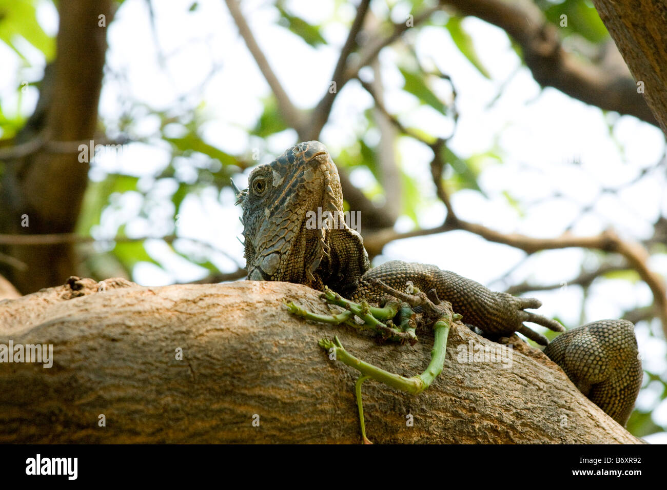 Large green Iguana, (Iguana iguana) in tree. Guayaquil Ecuador Horizontal 73093 Ecuador Stock Photo