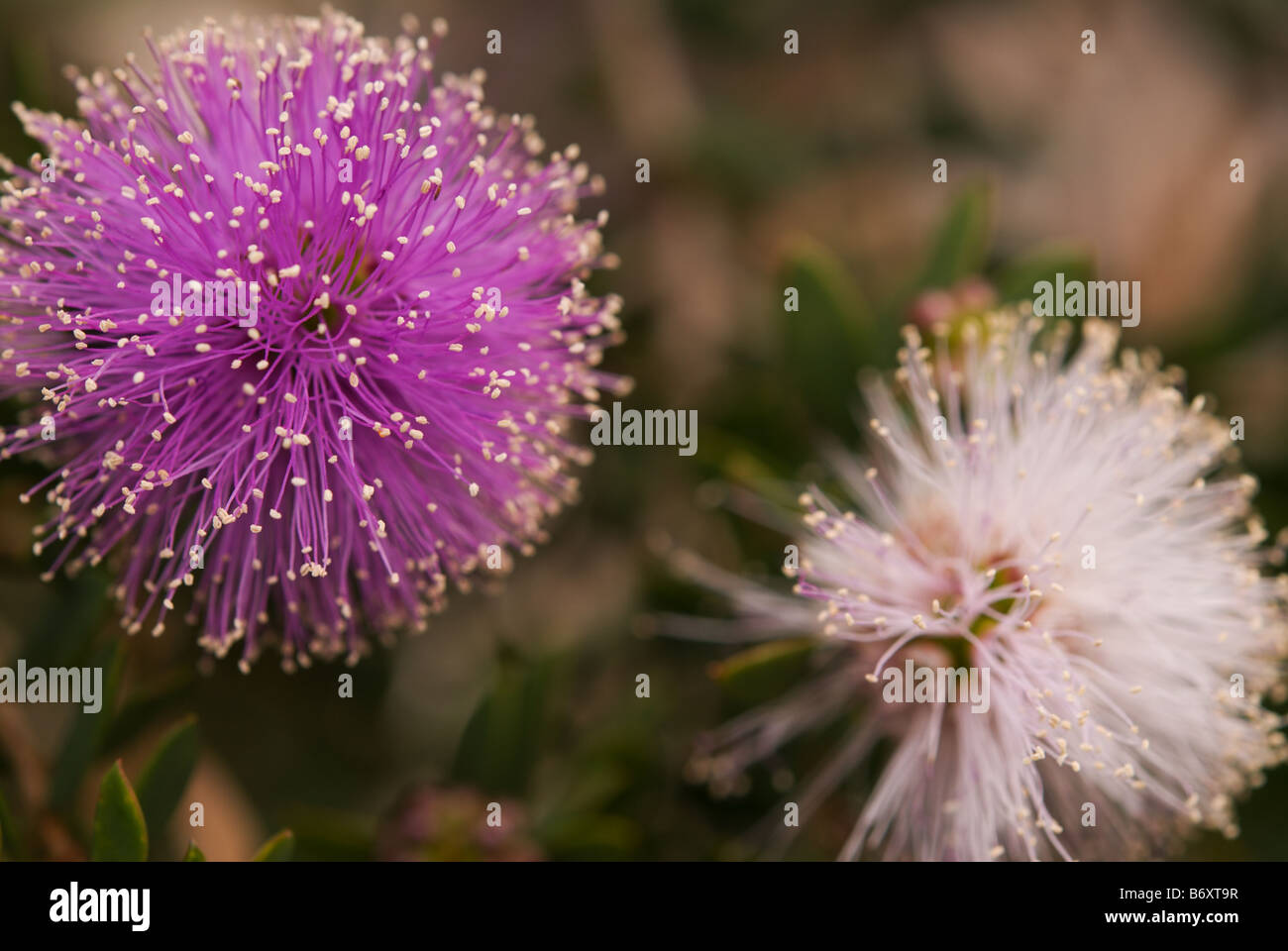 A close up of the purple and white flowers of Melaleuca Nesophila a popular native garden plant in South Australia Stock Photo