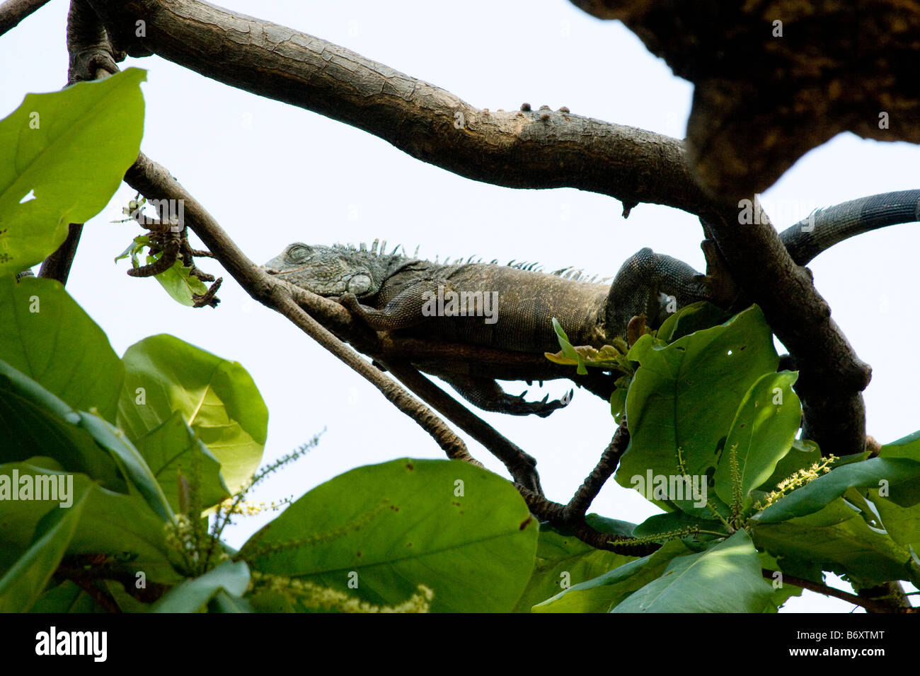 Large green Iguana, (Iguana iguana) in tree. Guayaquil Ecuador Horizontal 73091 Ecuador Stock Photo