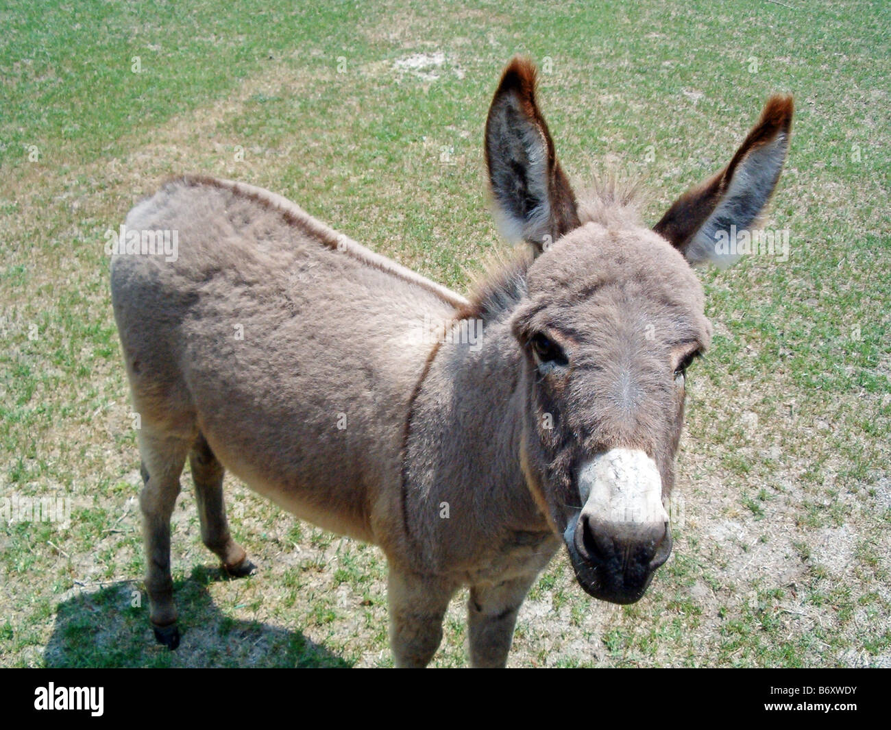 long eared donkey in pature gazing up at camera with big brown eyes ...