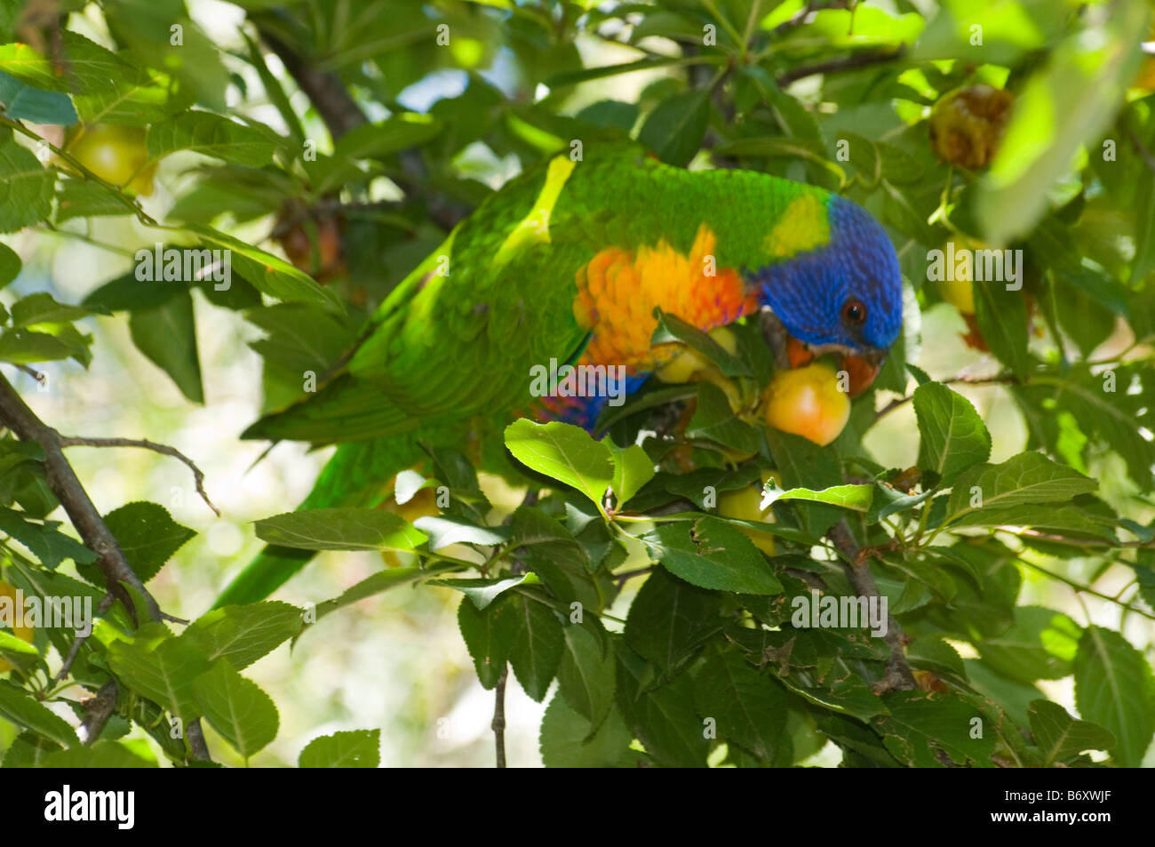 lorikeet feeding