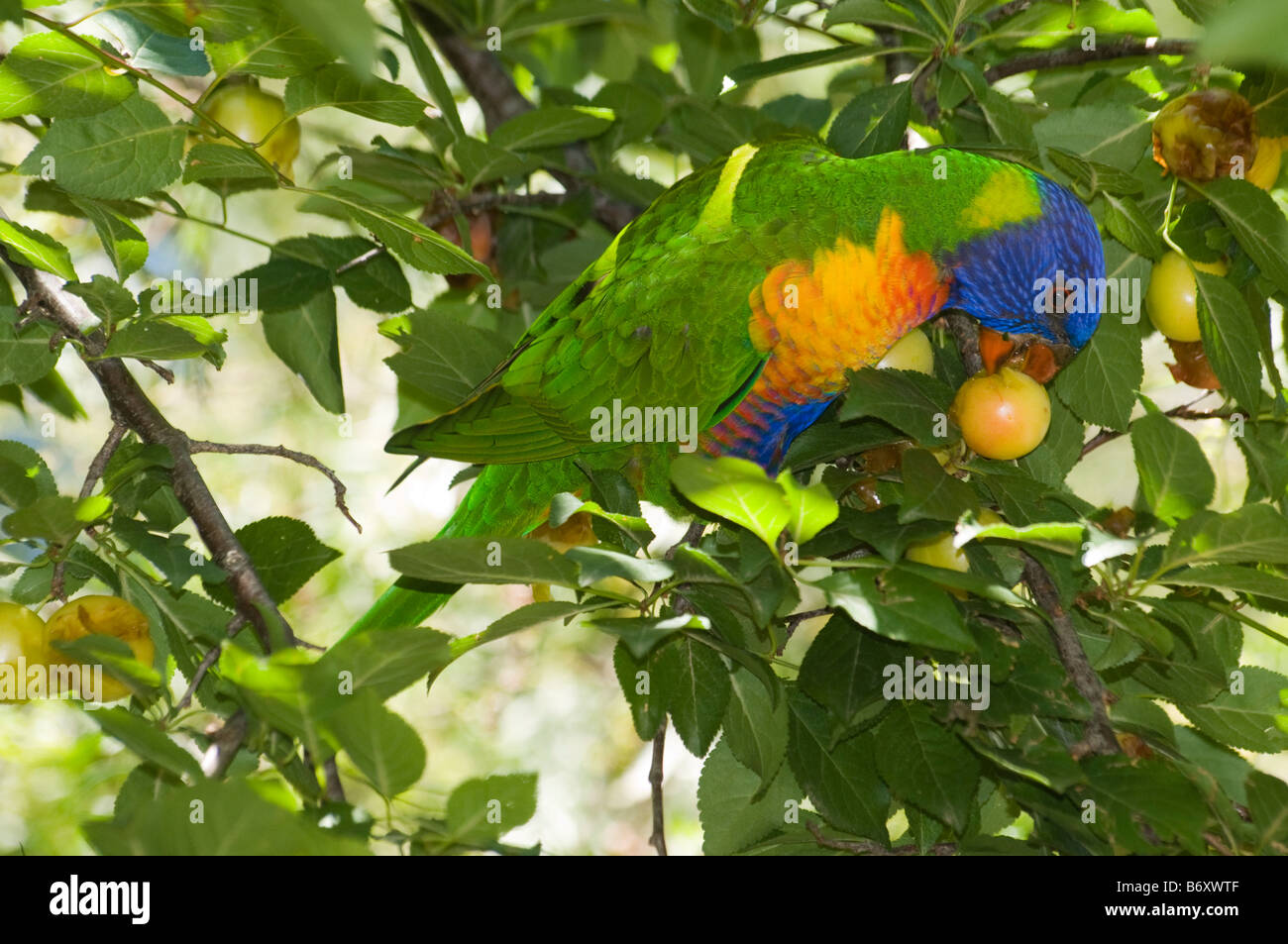 A rainbow lorikeet feeding on fruit Stock Photo