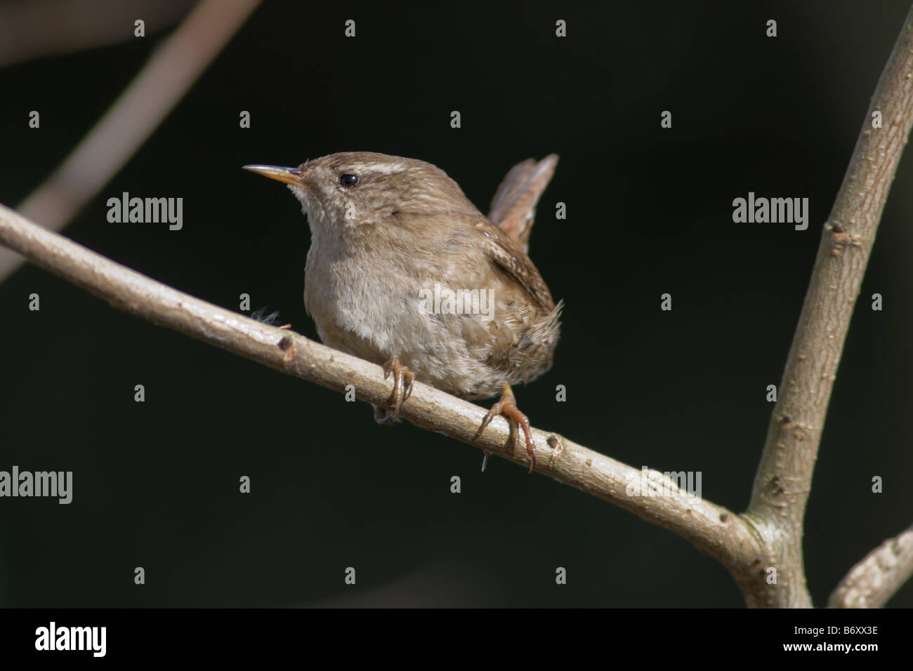 Close up of a Wren in South Norwood Country Park Stock Photo