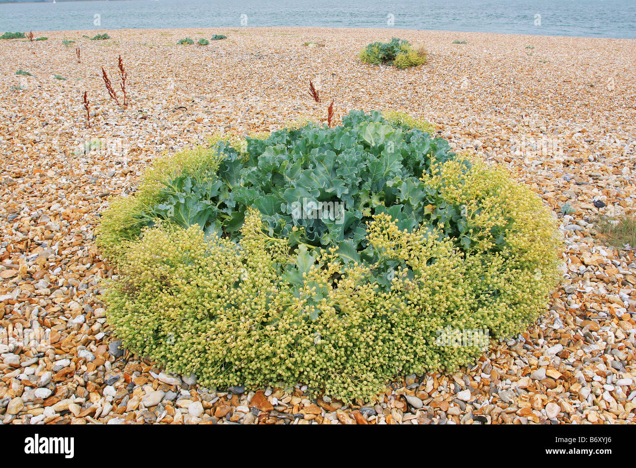 Sea Kale Crambe maritima Stock Photo - Alamy