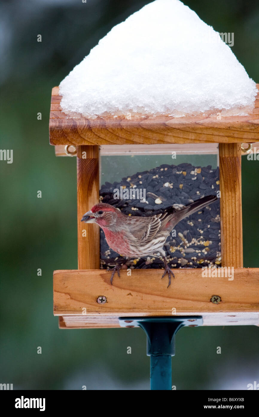 House Finch eating seed at a bird feeder Stock Photo Alamy