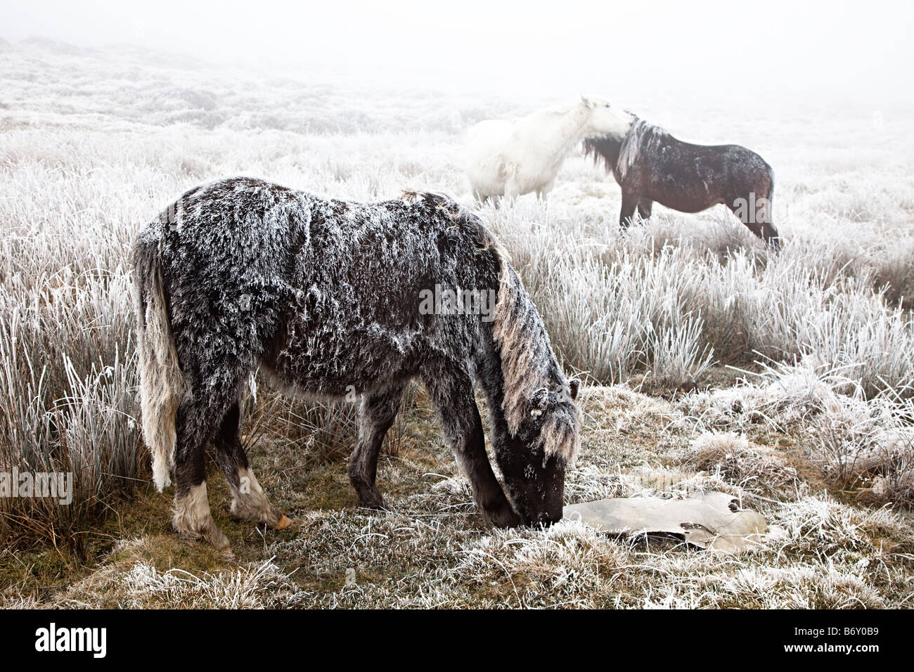 Moorland ponies covered in ice eating grass in cold winter conditions near Blaenavon Wales UK Stock Photo