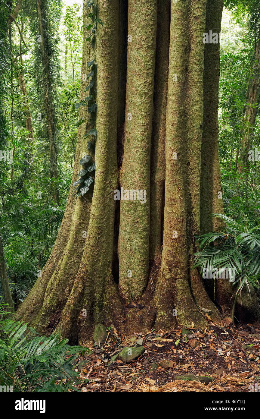 Central eastern rainforest reserves hires stock photography and images