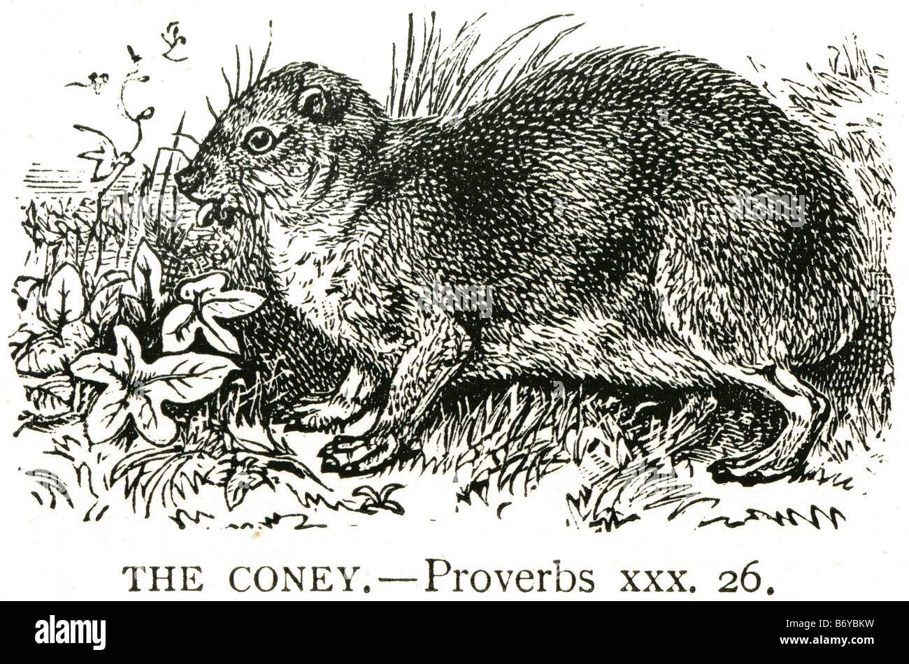 coney Geocapromys columbianus extinct rodent Capromyidae Cuba Cuban moist lowland forest Stock Photo