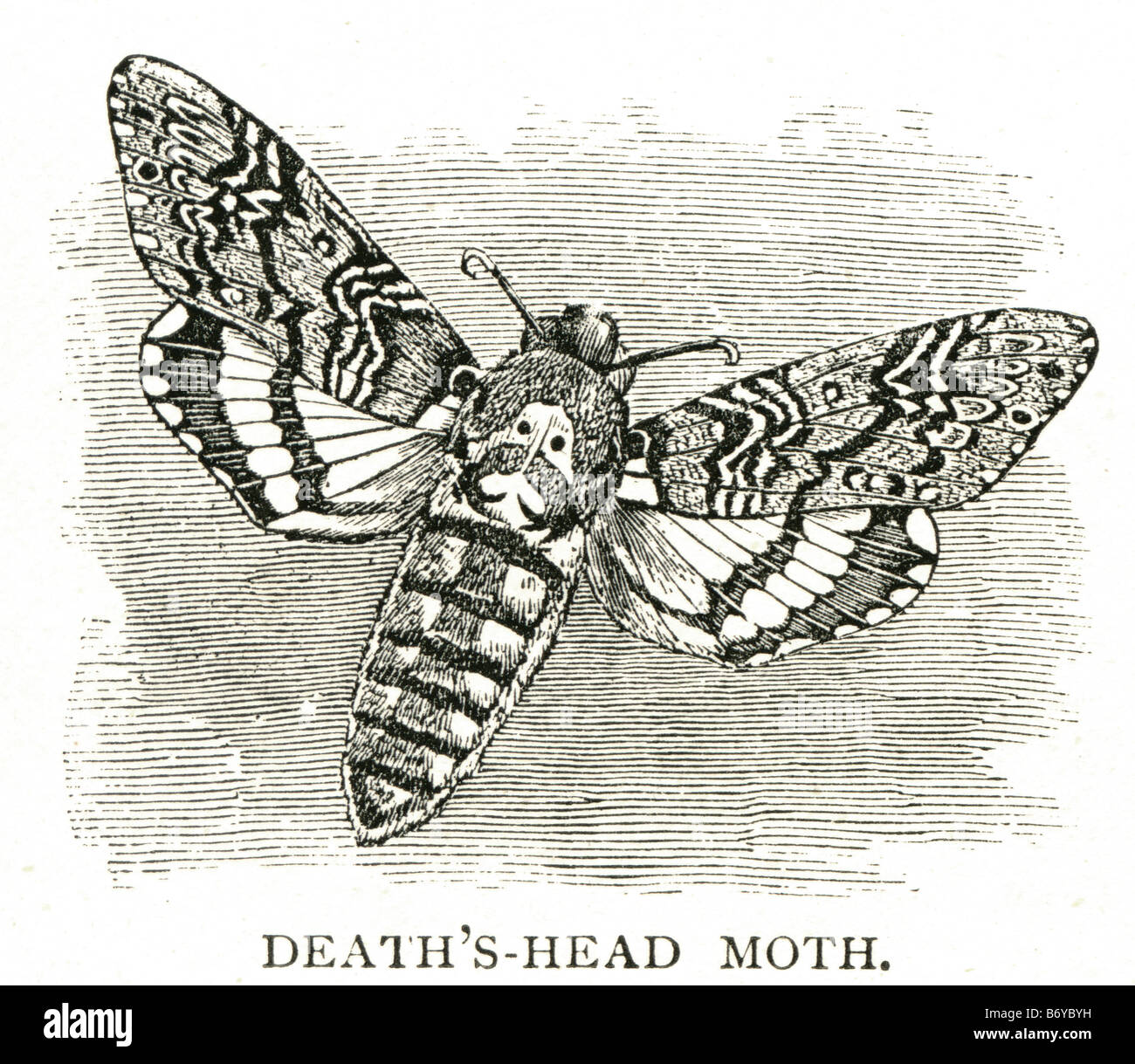 Death's-head Hawkmoth Acherontia atropos styx lachesis Europe Asian Stock Photo