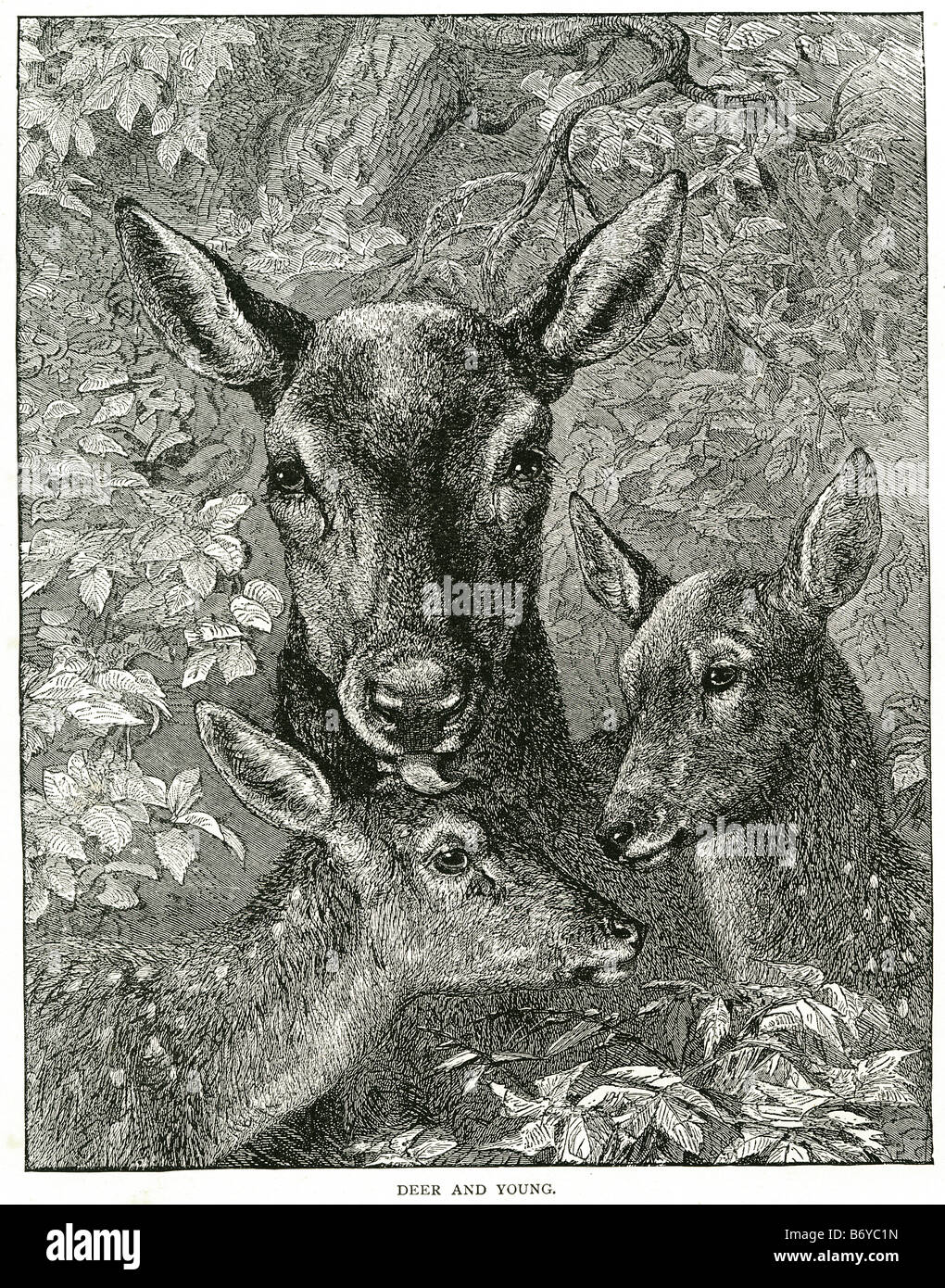 deer Cervidae Artiodactyla young ruminant mammal eventoed ungulates water Stock Photo Alamy