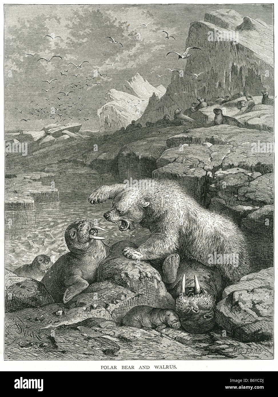 polar bear and walrus Ursus maritimus Arctic Ocean carnivore predator Stock Photo