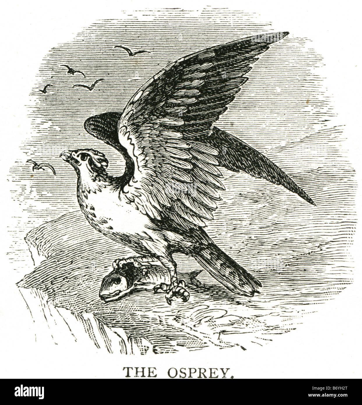 the osprey Pandion haliaetus sea hawk diurnal fish-eating bird of prey large raptor Stock Photo