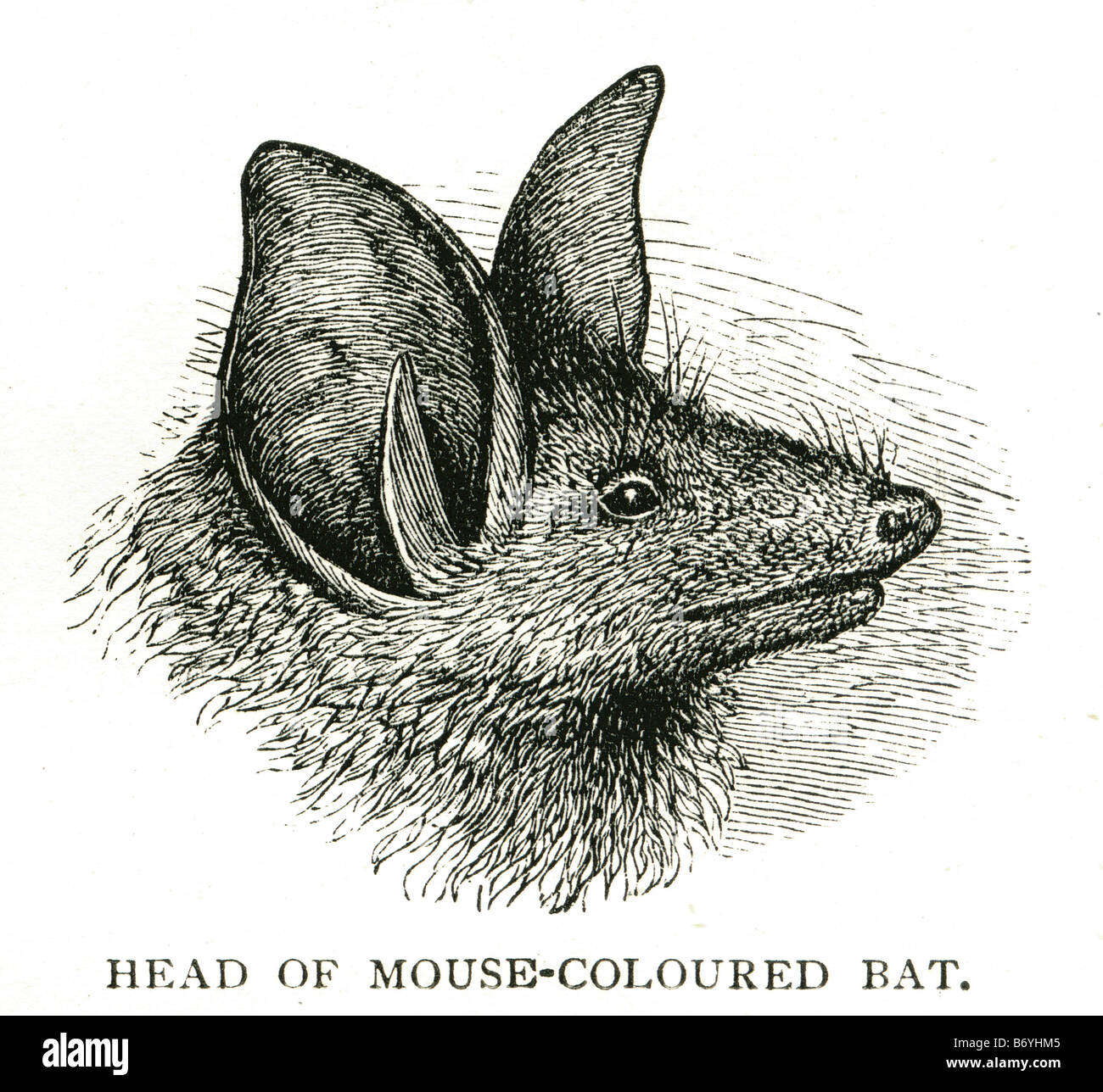 head of mouse-coloured bat Chiroptera mammal Stock Photo
