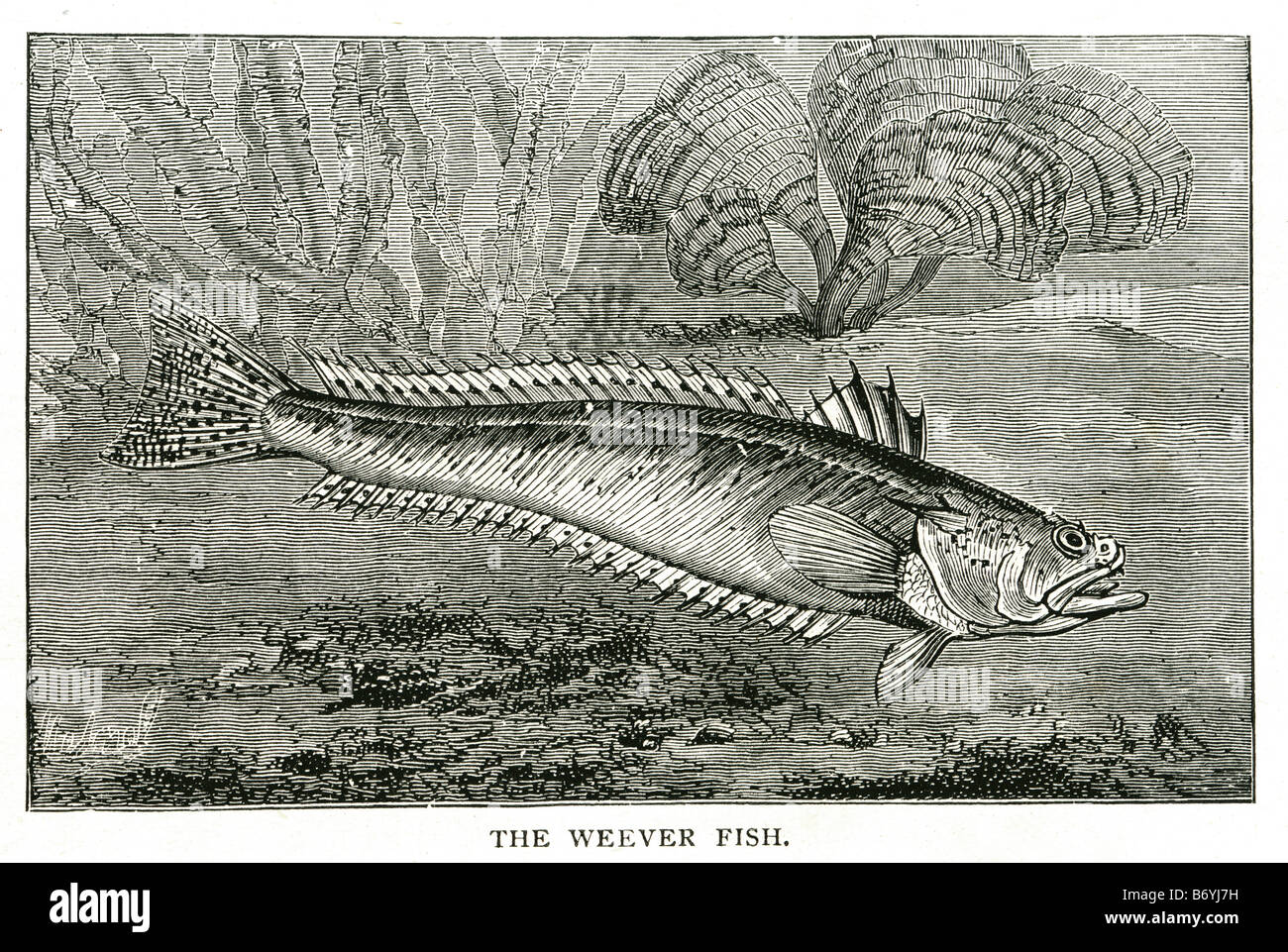 weever fish Weaverfish Weevers Trachinidae Perciformes poisonous spines