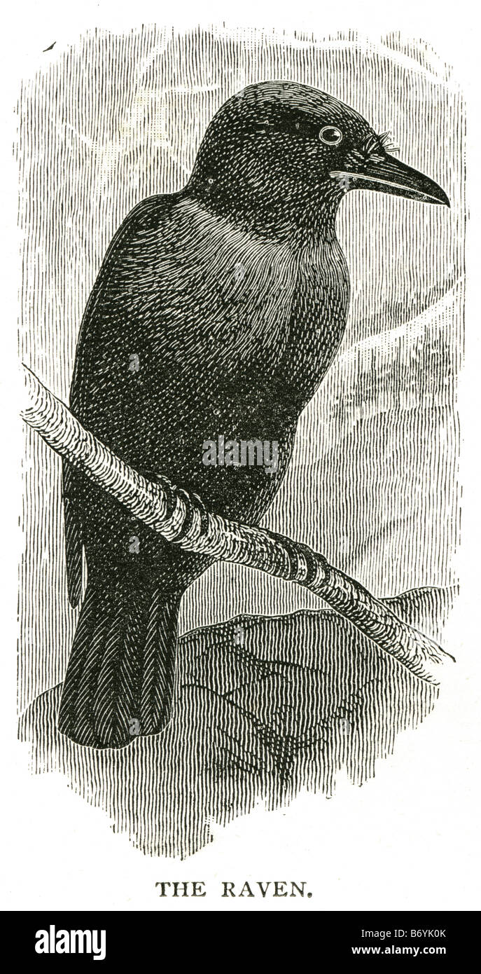 Old engrave crow hi-res stock photography and images - Alamy