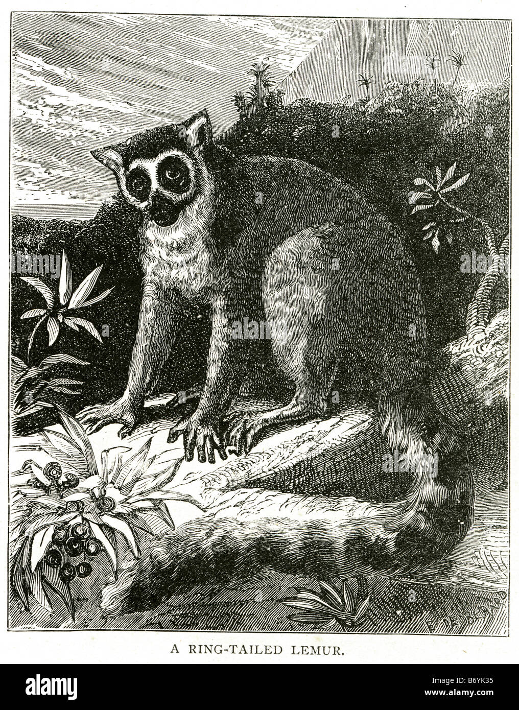 ring tailed lemur Lemur catta Strepsirhine primate Lemuridae Madagascar Stock Photo