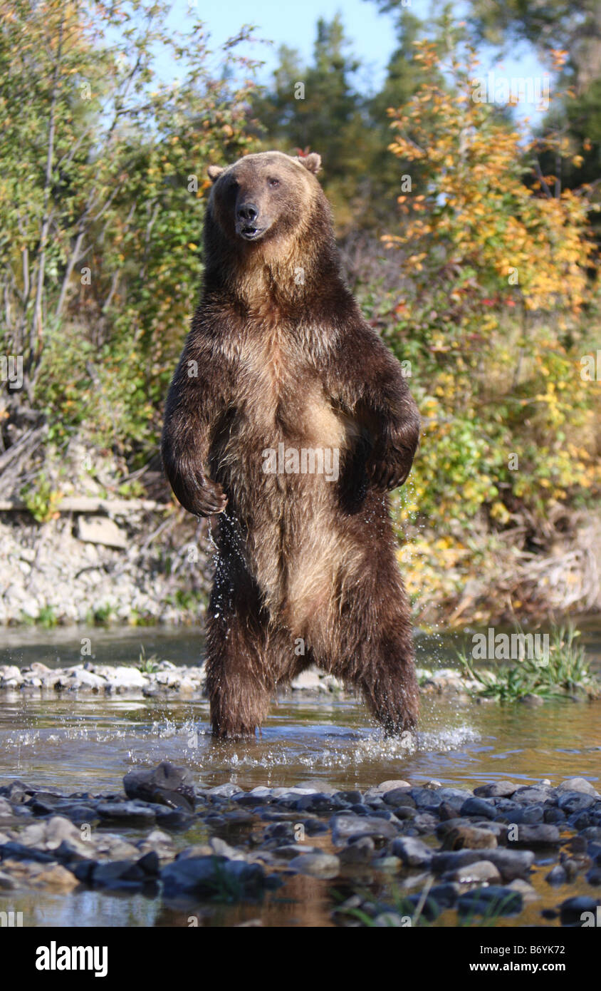 Grizzly bear, Ursus arctos, standing in river bed Stock Photo