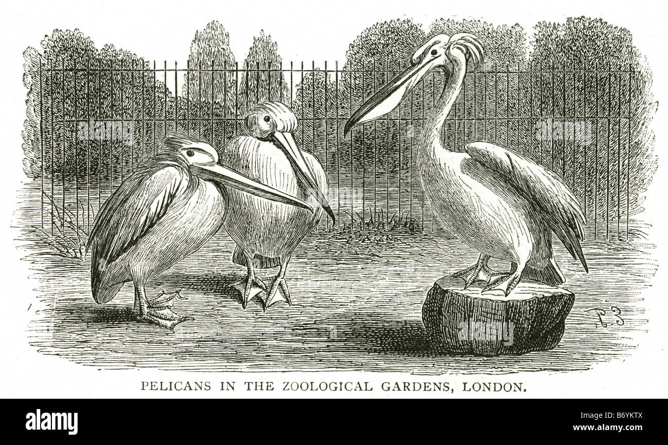 pelicans Pelecanidae zoological gardens London water bird Stock Photo