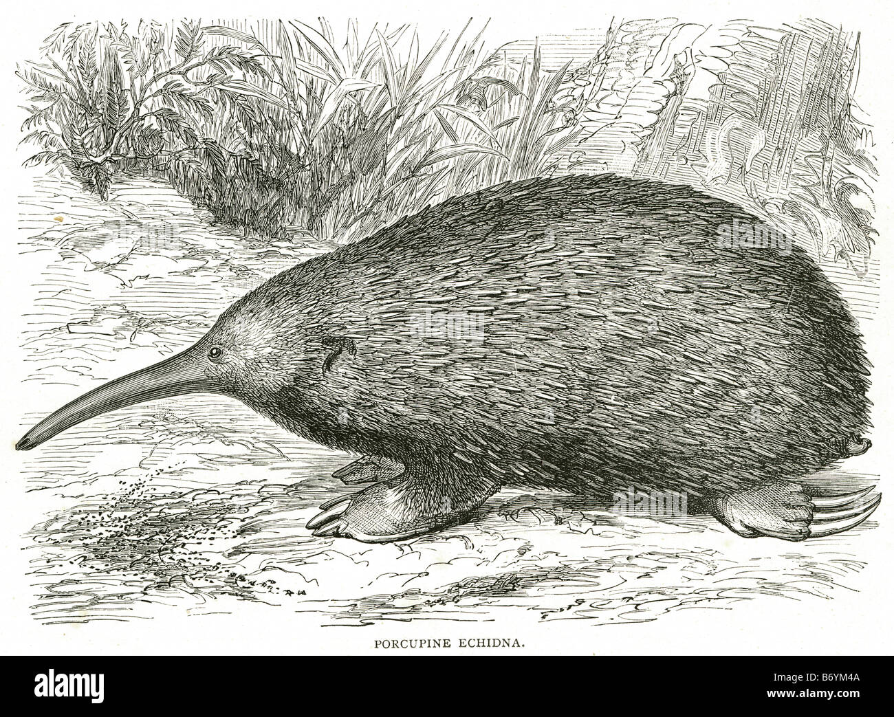 porcupine echidna Rodentia Hystricomorpha sharp spine quills Mammalia Stock Photo