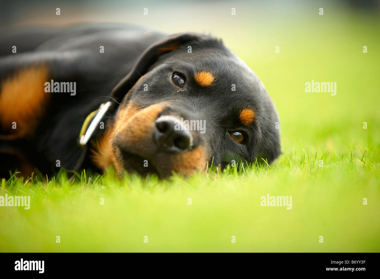 dog on grass Stock Photo Alamy