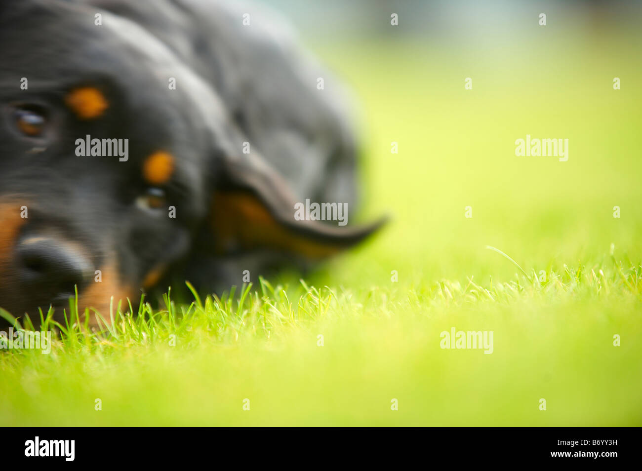 Dog on grass Stock Photo Alamy
