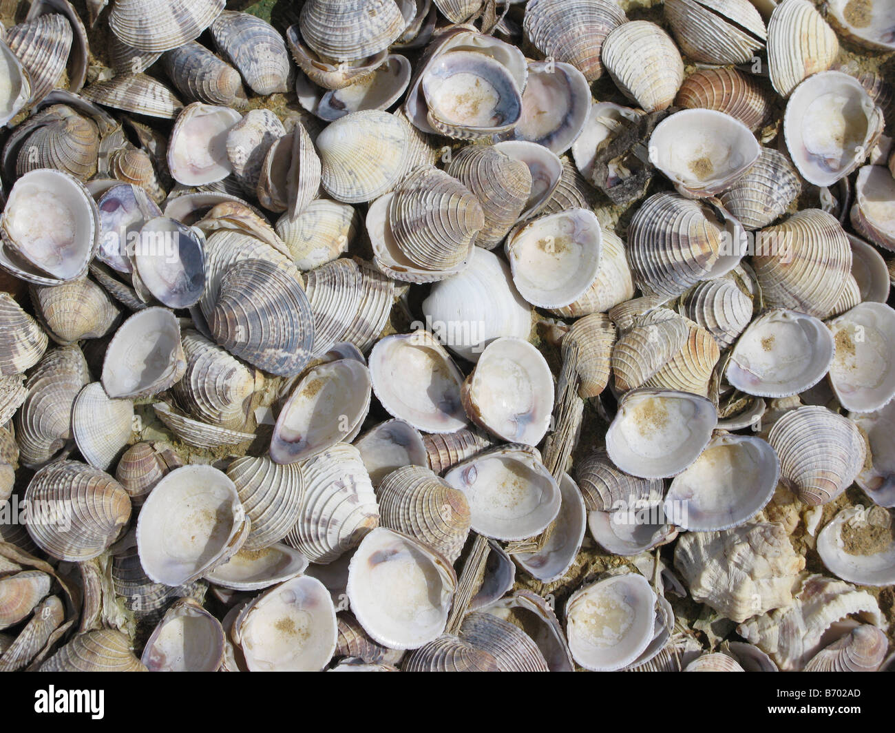 sea shells on the beach, punto fijo falcon state venezuela Stock Photo