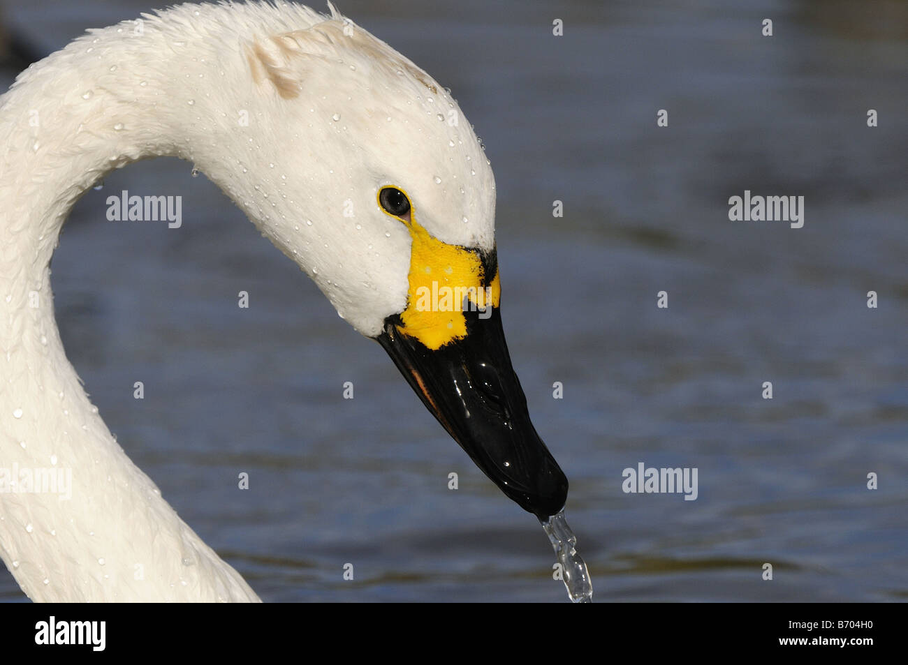 Bewick s Swan Cygnis colombianus close up of head Slimbridge UK Stock Photo