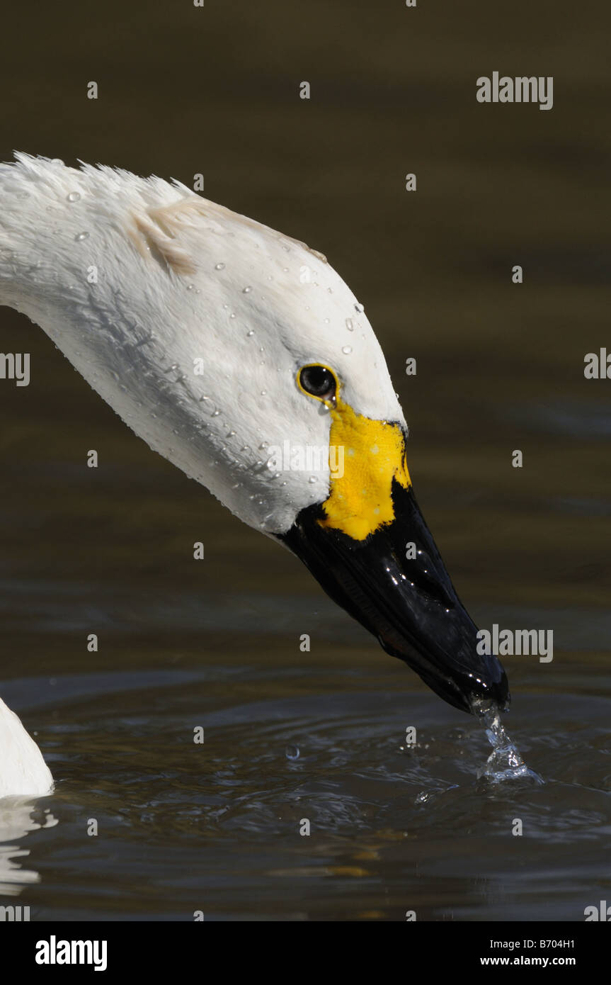Bewick s Swan Cygnus colombianus close up feeding at surface of water Slimbridge UK Stock Photo