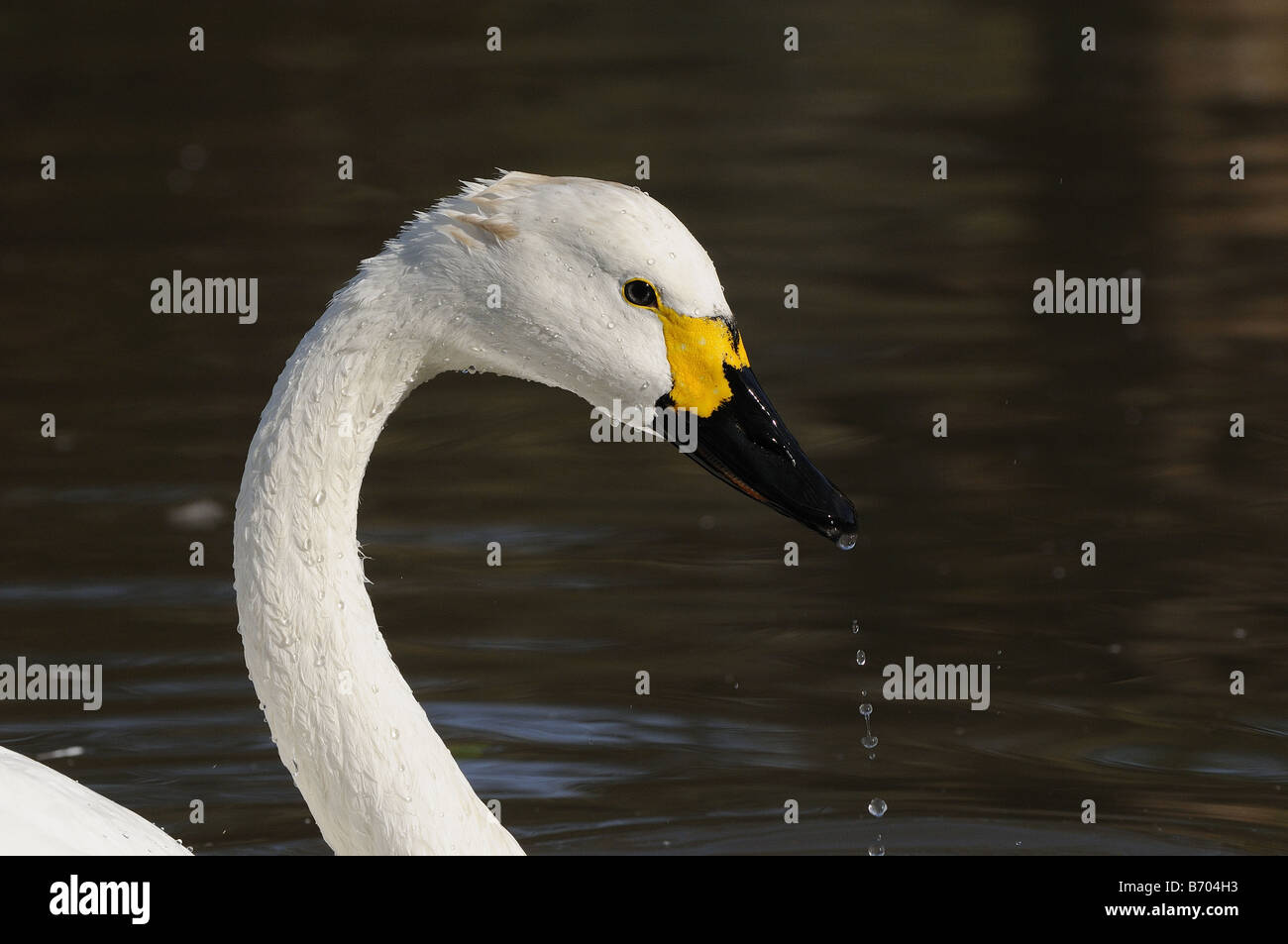 Bewick s Swan Cygnus colombianus close up showing head and neck Slimbridge UK Stock Photo