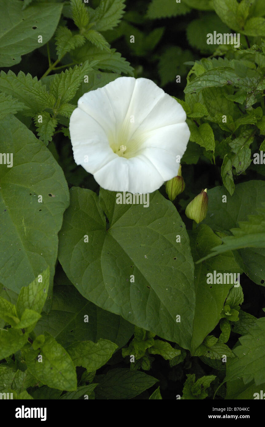 Greater Bindweed Calystega sepium Oxfordshire UK Stock Photo
