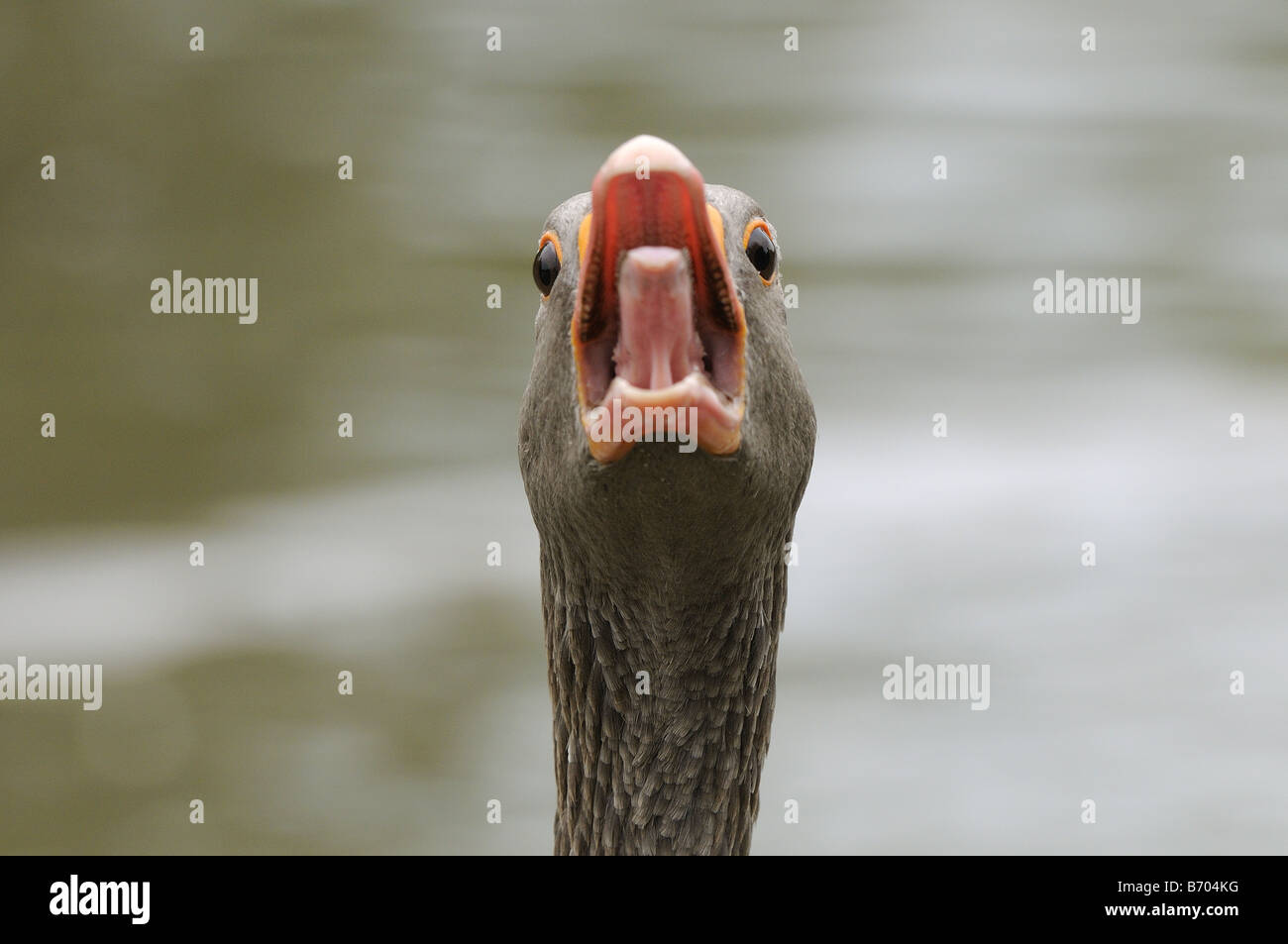 Greylag Goose Anser anser close up of head honking tongue out Oxfordshire UK Stock Photo