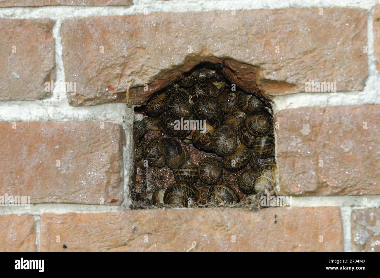 Hibernating snails hires stock photography and images Alamy