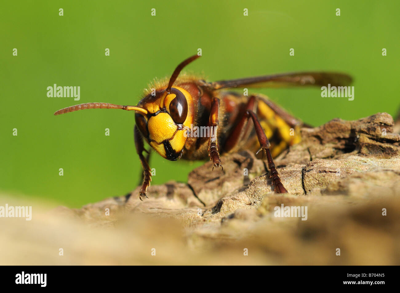european-hornet-vespa-crabro-oxfordshire-uk-stock-photo-alamy