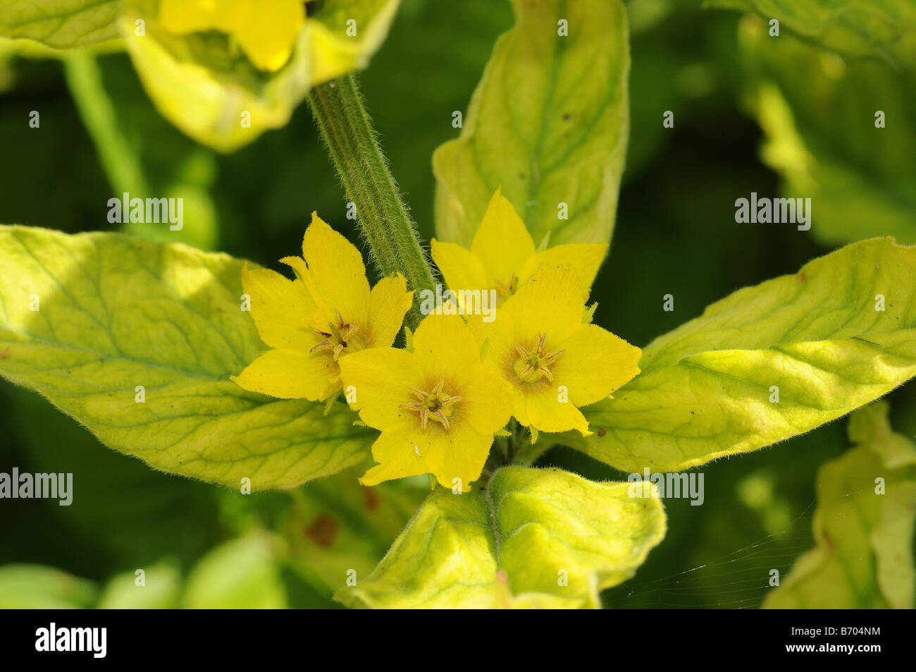 Lysimachia species flower spike Oxfordshire UK Stock Photo
